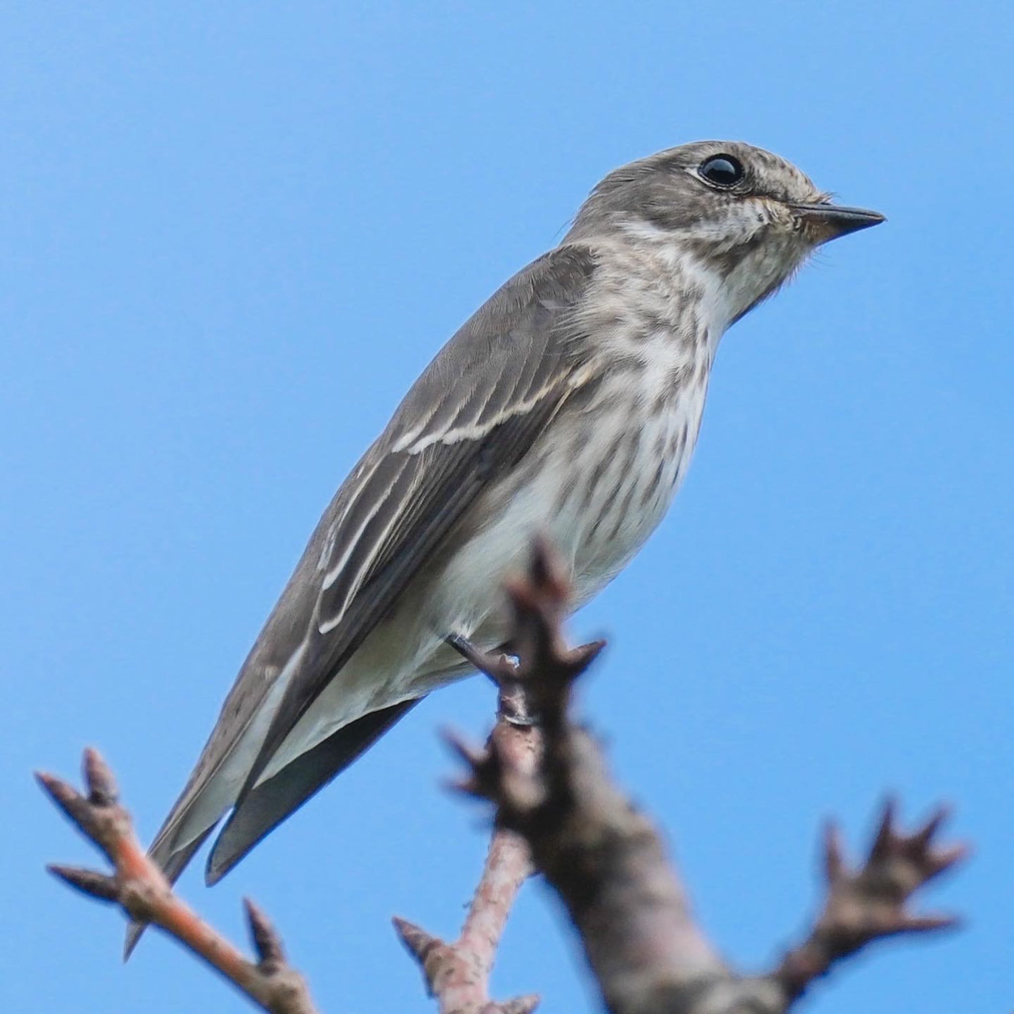 Photo of Grey-streaked Flycatcher at Tokyo Port Wild Bird Park by 015