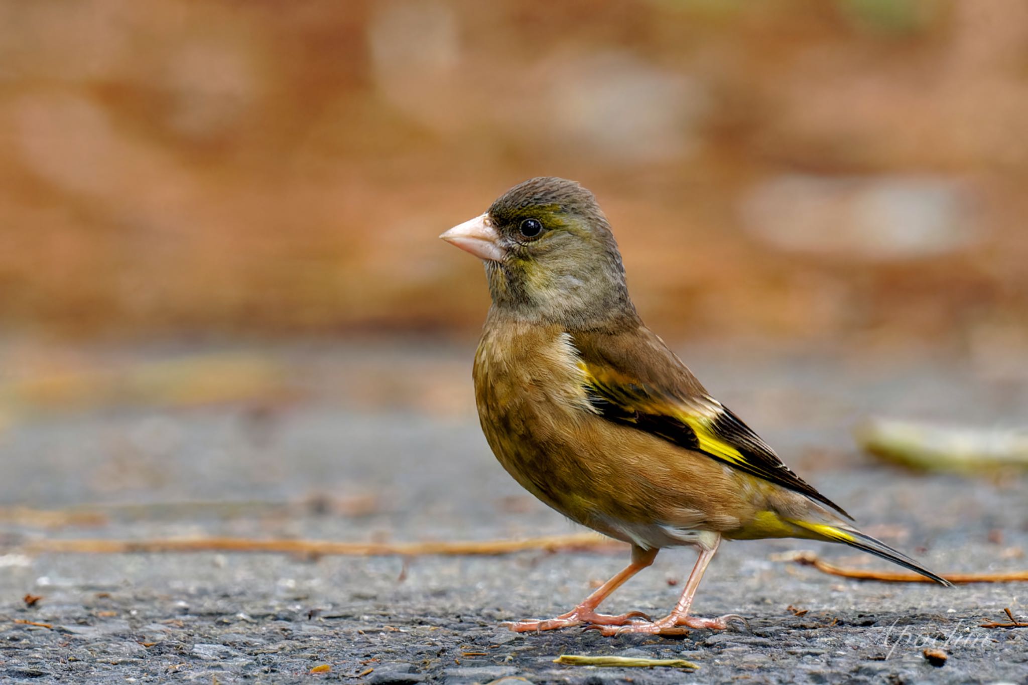Photo of Grey-capped Greenfinch at 真鶴岬 by アポちん