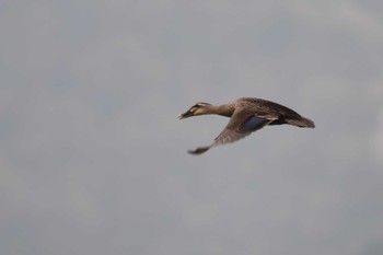 Eastern Spot-billed Duck 愛媛県新居浜市 Sun, 4/7/2024