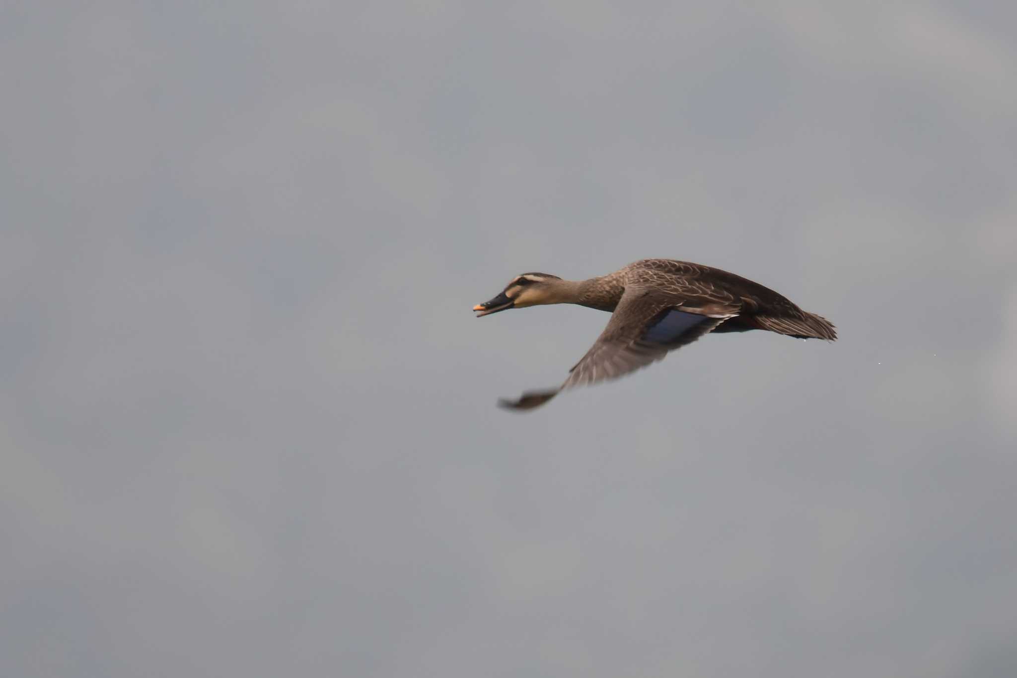 Photo of Eastern Spot-billed Duck at 愛媛県新居浜市 by でみこ