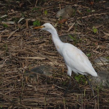 アマサギ 東京港野鳥公園 2022年10月23日(日)