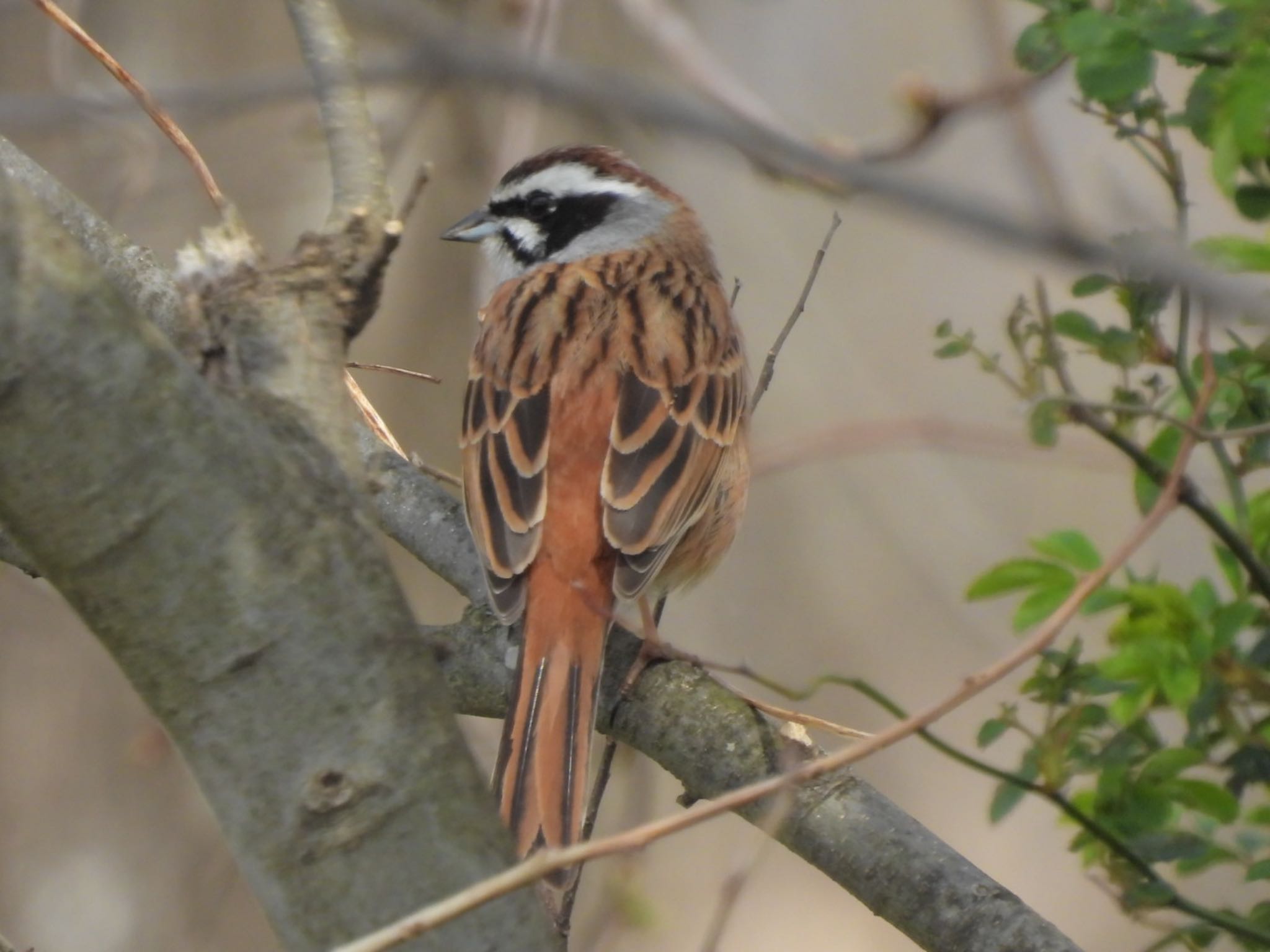 Meadow Bunting