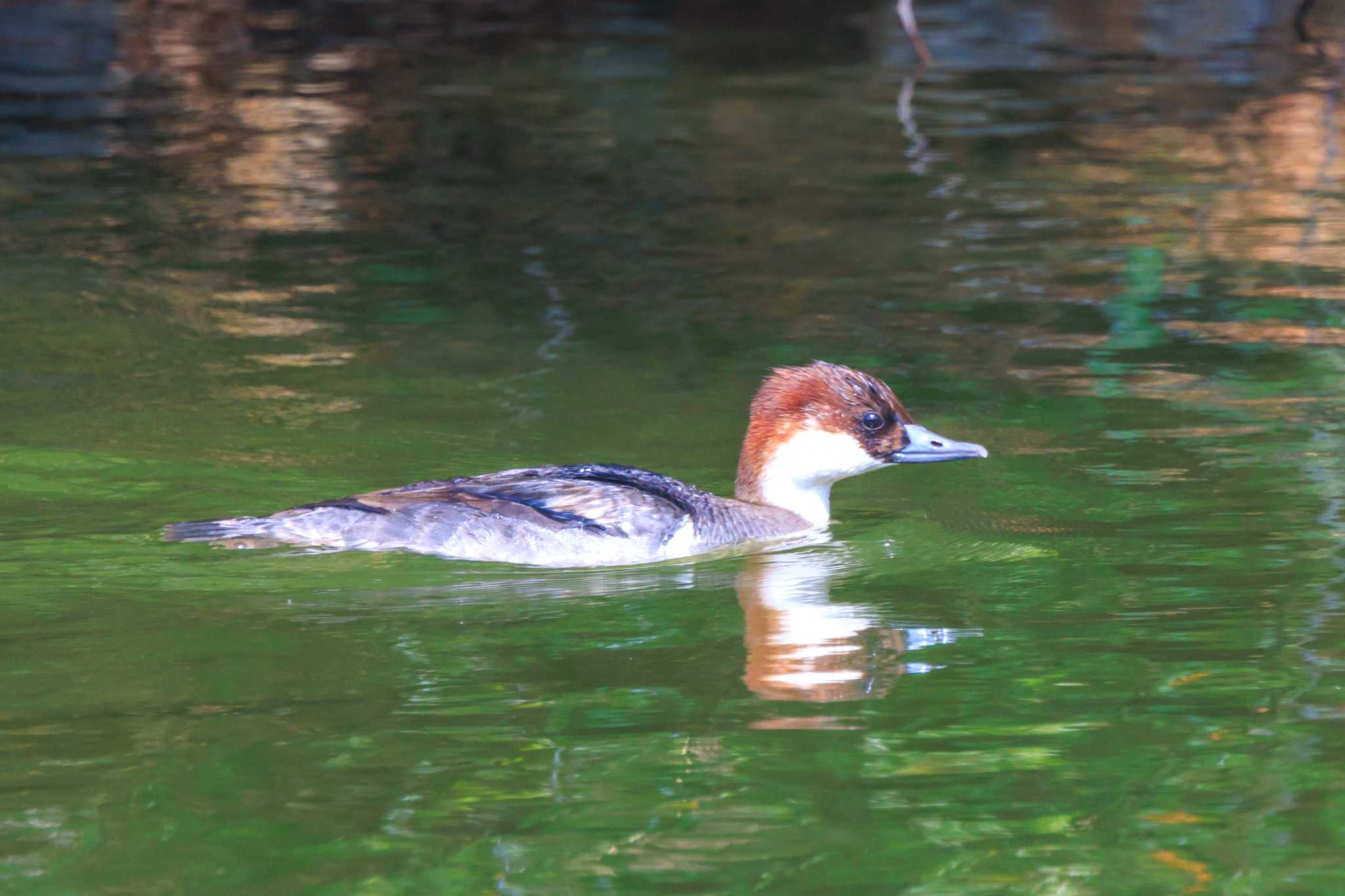 Photo of Smew at Akashi Park by ときのたまお