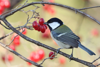 Japanese Tit