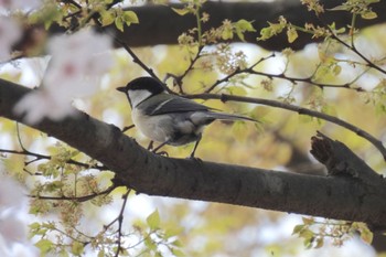 シジュウカラ 航空公園 2024年4月8日(月)