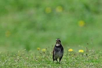 ツグミ 馬見丘陵公園 2024年4月5日(金)