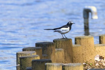 セグロセキレイ 花島公園 2024年3月31日(日)