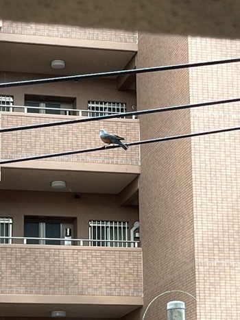 Blue Rock Thrush Unknown Spots Mon, 4/8/2024