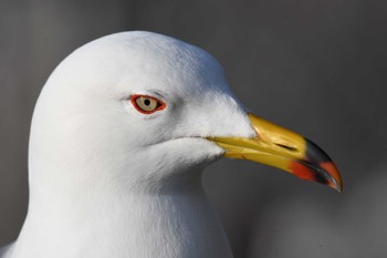 Black-tailed Gull 蕪島(青森県) Sun, 4/7/2024