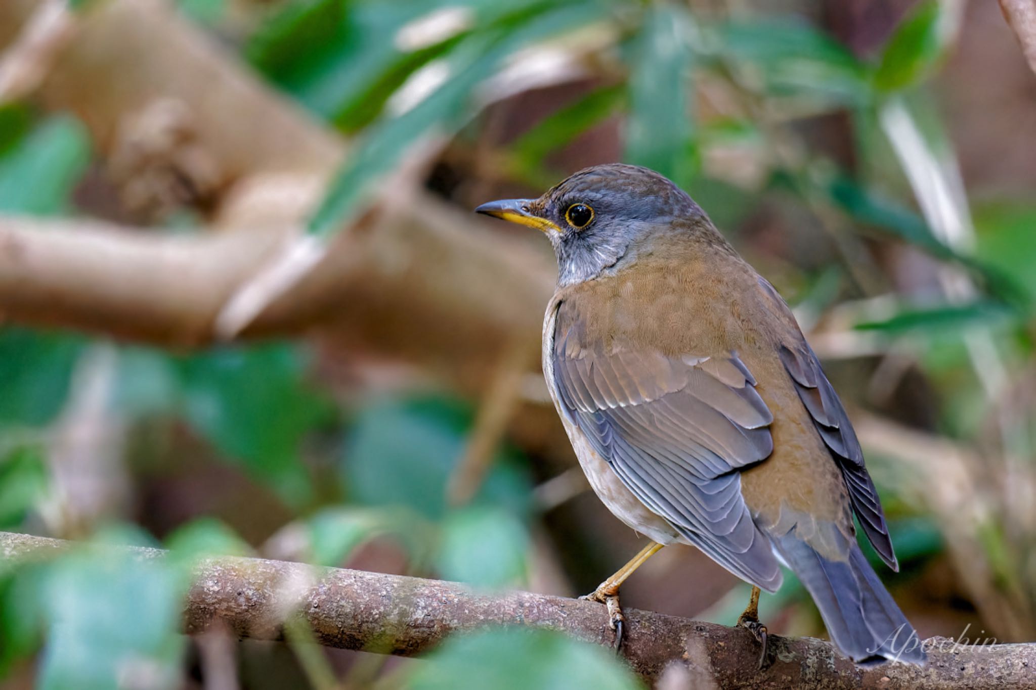 Photo of Pale Thrush at 真鶴岬 by アポちん