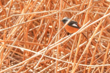 Daurian Redstart 二ツ池公園 Thu, 3/7/2024