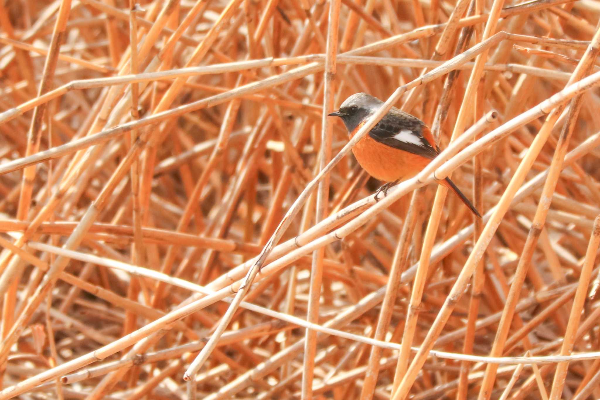 Daurian Redstart