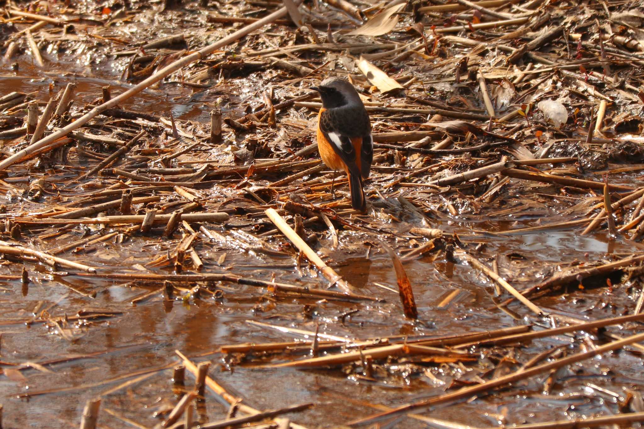 Daurian Redstart