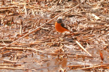 Daurian Redstart 二ツ池公園 Thu, 3/7/2024