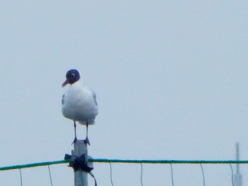 Black-headed Gull Sambanze Tideland Sat, 4/6/2024