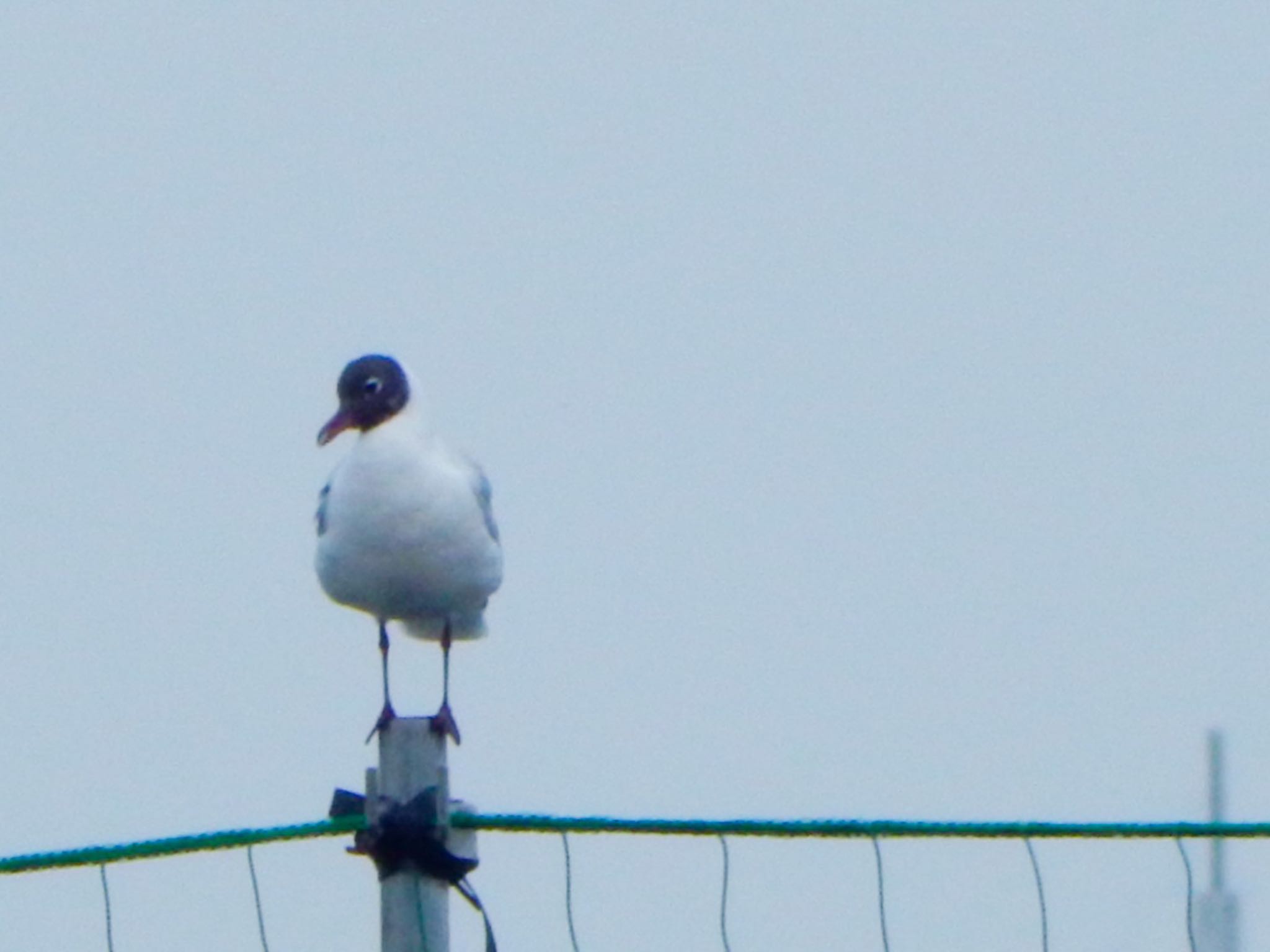 Black-headed Gull