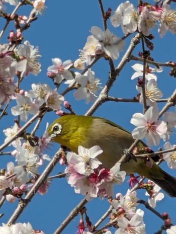 未同定 谷保天満宮 2024年3月30日(土)