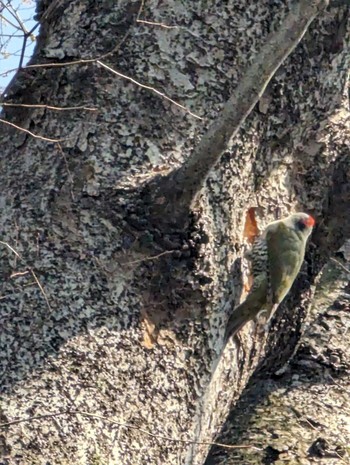 Japanese Green Woodpecker 城山公園(東京都) Sat, 3/30/2024