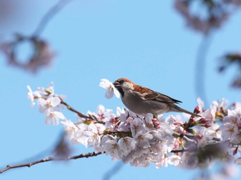 Russet Sparrow 埼玉県 Sun, 4/7/2024