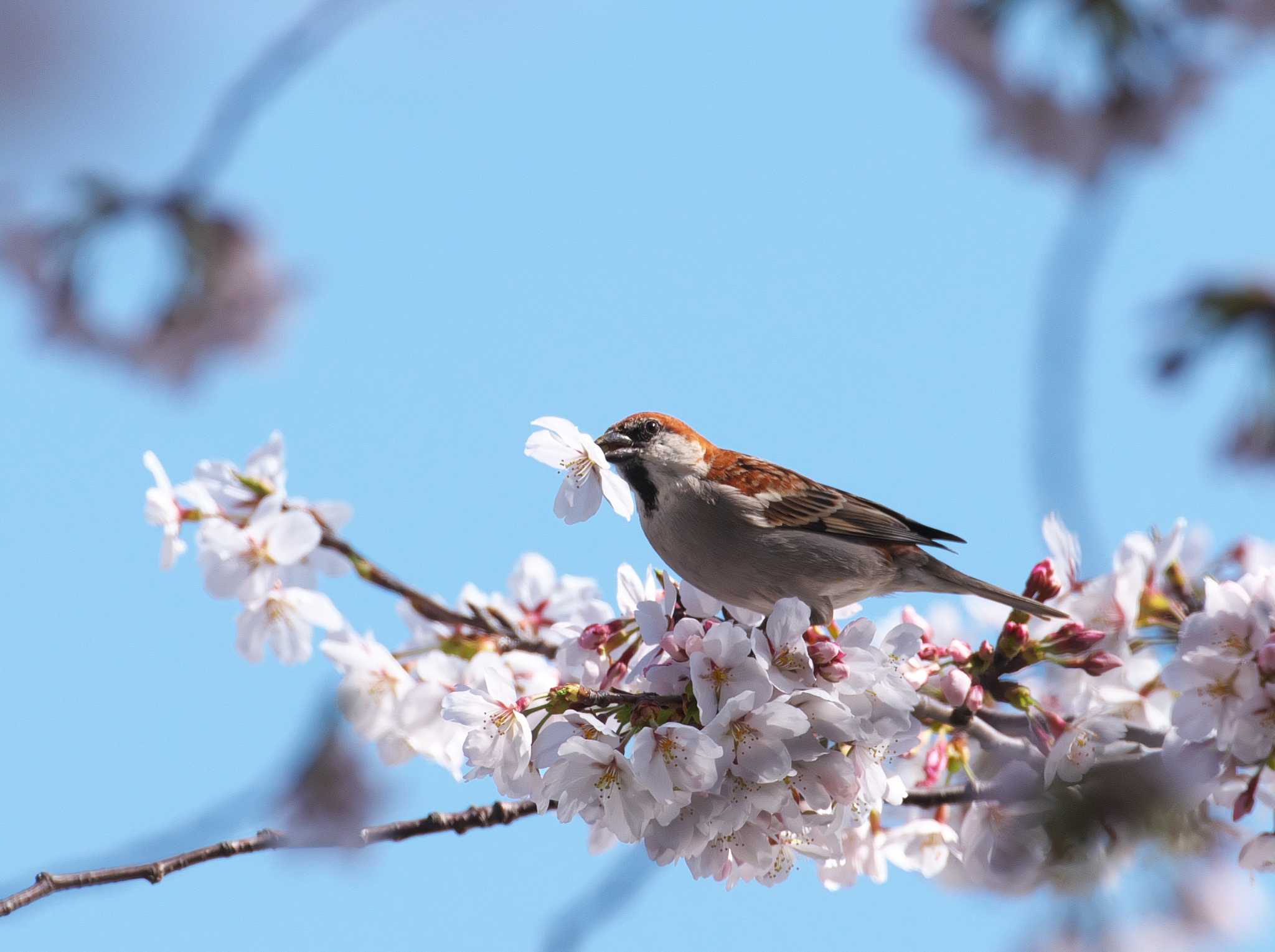 埼玉県 ニュウナイスズメの写真 by snipe