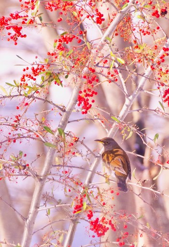 Brown-headed Thrush 福島市小鳥の森 Sat, 1/8/2022