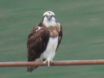 Osprey Hayatogawa Forest Road Sat, 4/6/2024