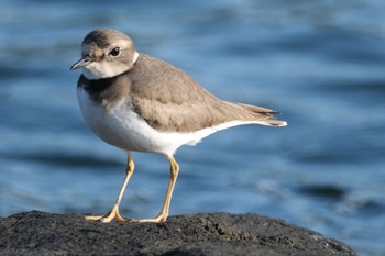 Long-billed Plover 東京都品川区 Sat, 11/19/2022