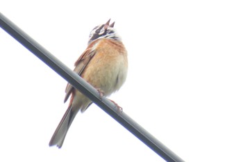 Meadow Bunting 館山 洲崎岬 Sun, 4/7/2024