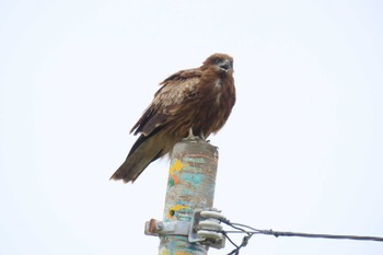 Black Kite 館山 洲崎岬 Sun, 4/7/2024