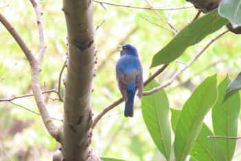 Blue-and-white Flycatcher 館山野鳥の森 Sun, 4/7/2024