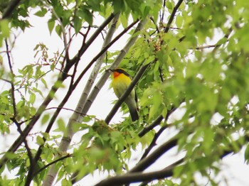 キビタキ 大阪城公園 2024年4月8日(月)