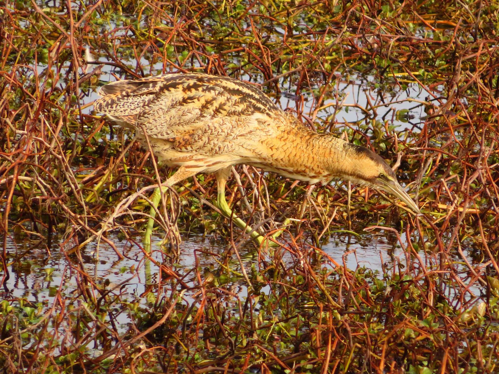 Eurasian Bittern