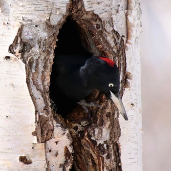 Black Woodpecker Makomanai Park Mon, 4/8/2024