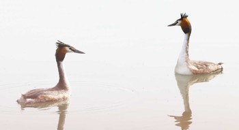 Great Crested Grebe 滋賀県湖北 Sat, 4/6/2024