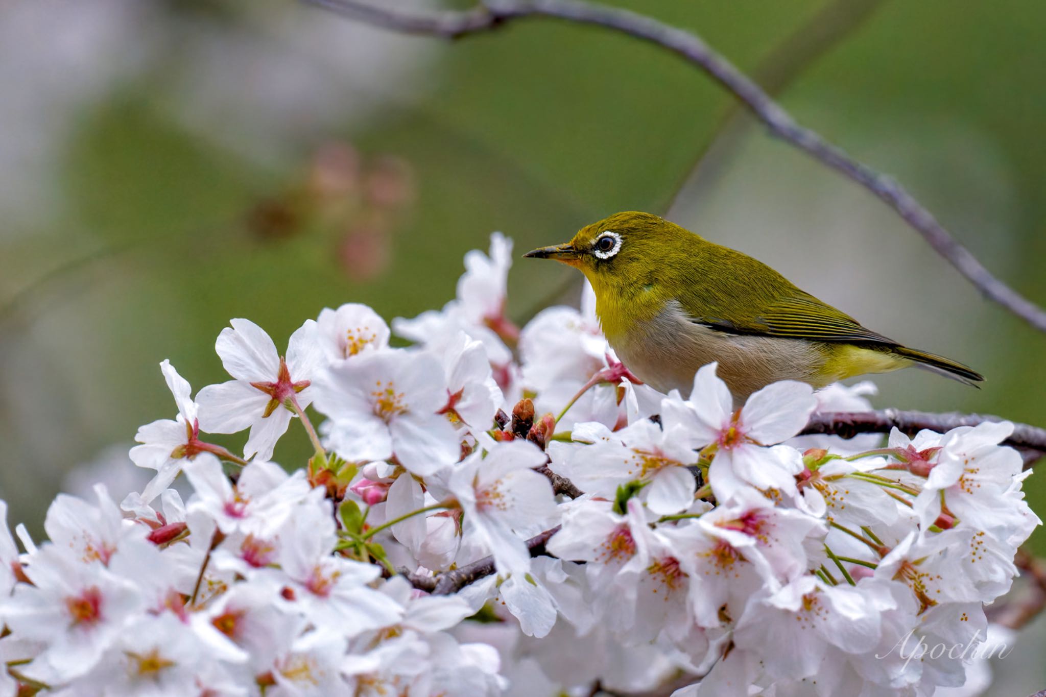 Warbling White-eye