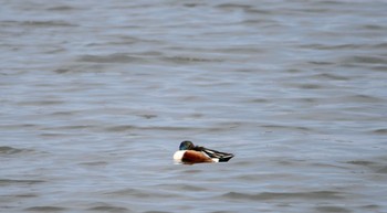 Northern Shoveler 磐田大池 Sun, 3/31/2024