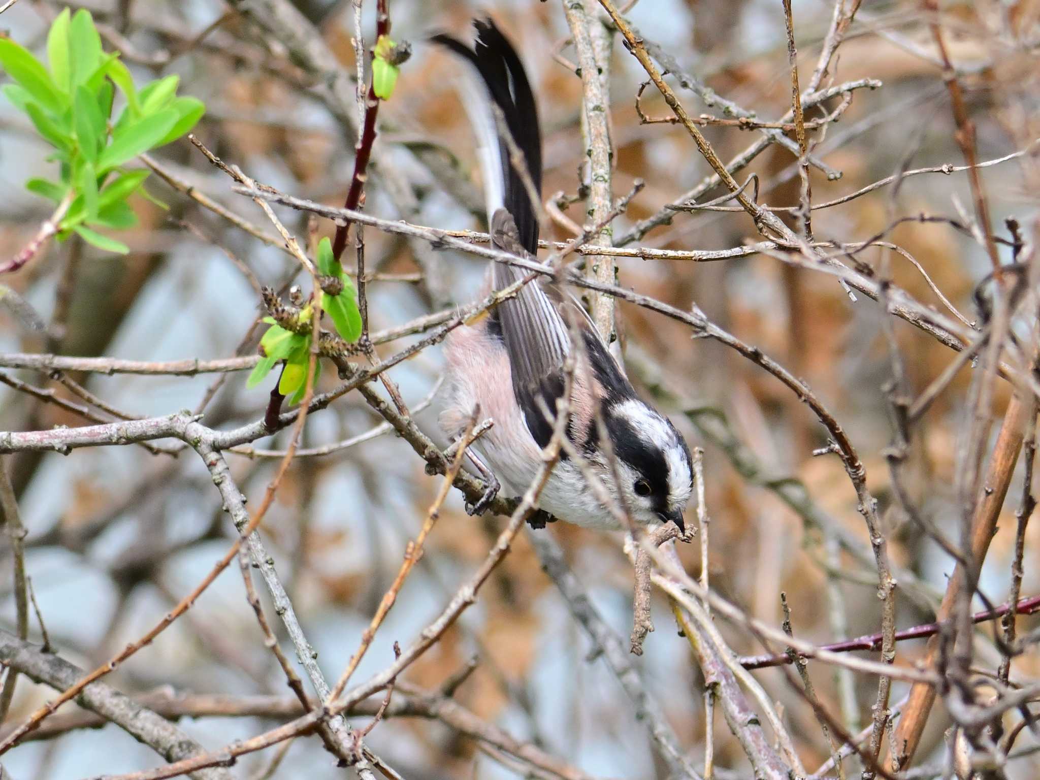 Long-tailed Tit