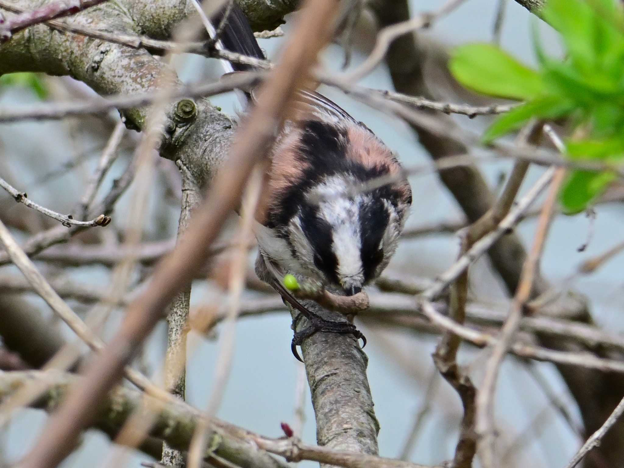 Long-tailed Tit