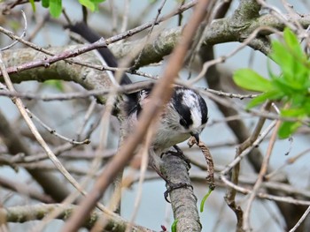 エナガ 馬見丘陵公園 2024年4月5日(金)