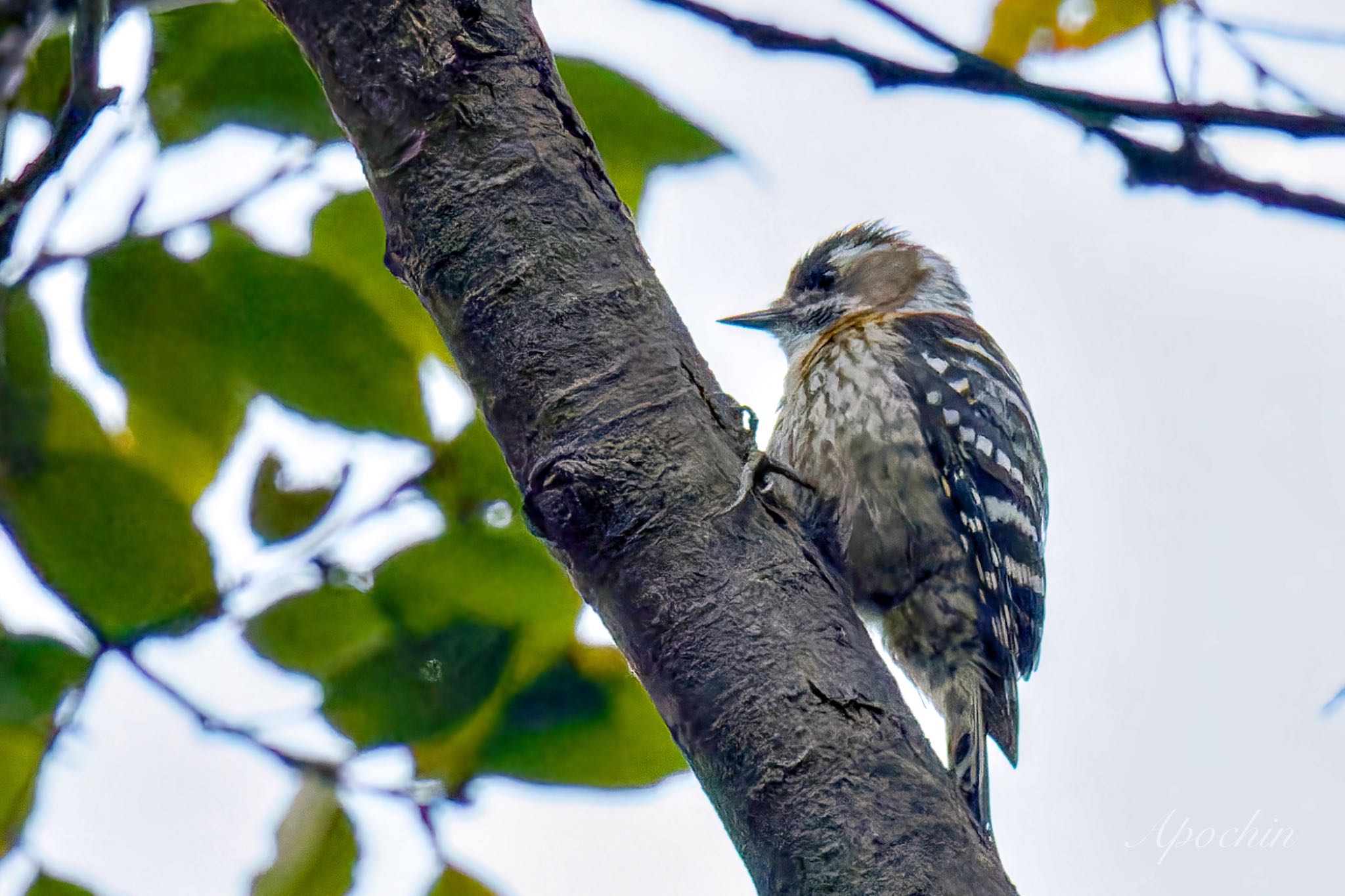 Japanese Pygmy Woodpecker