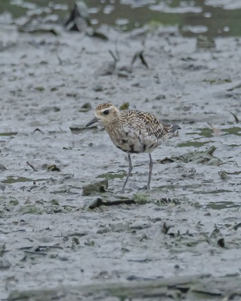 Pacific Golden Plover 那覇市漫湖公園 Fri, 8/25/2023