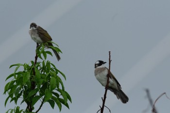 Light-vented Bulbul 那覇市漫湖公園 Fri, 8/25/2023