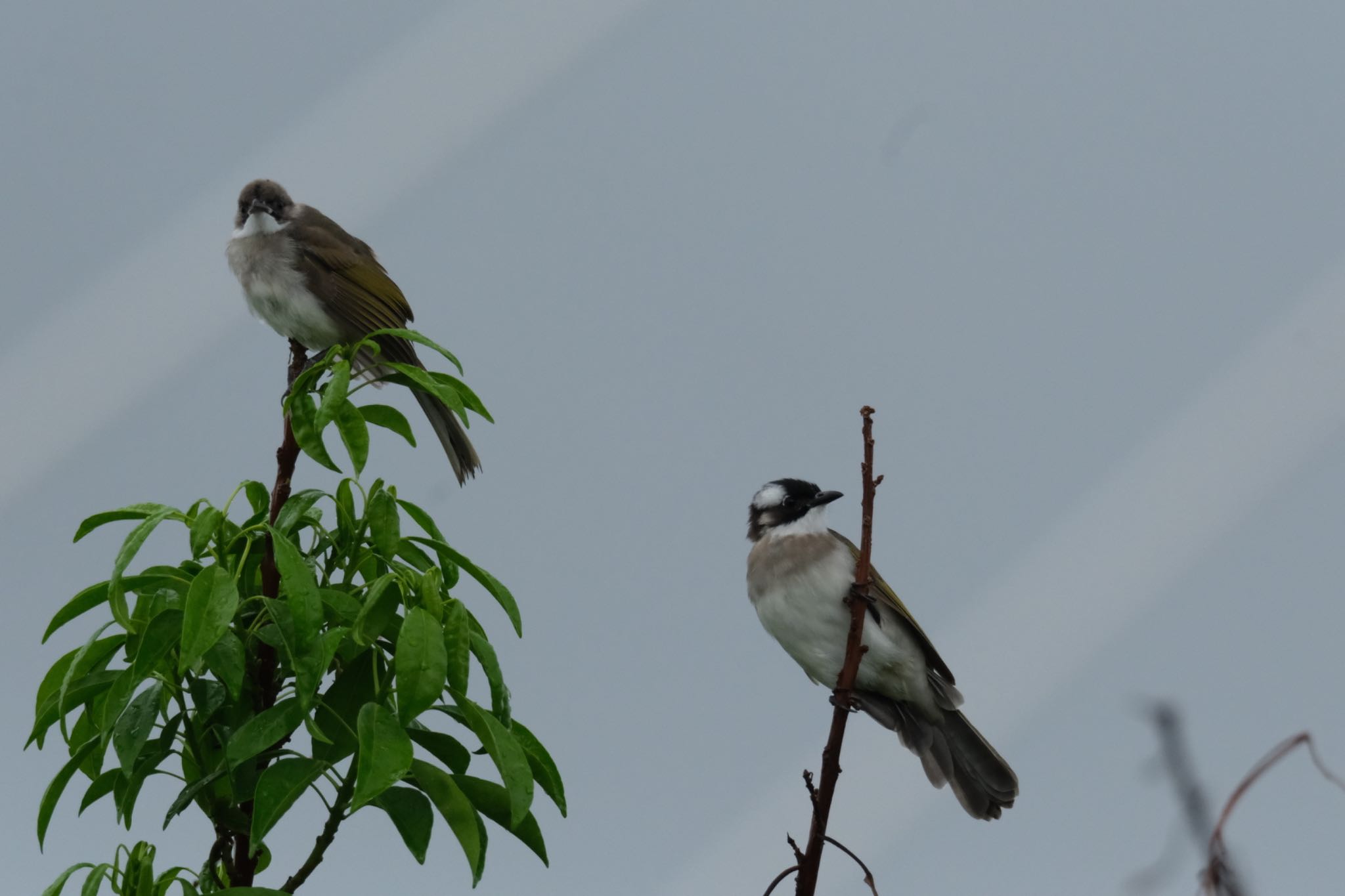 Photo of Light-vented Bulbul at 那覇市漫湖公園 by 015