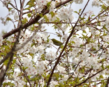 Warbling White-eye 横浜市緑区 Mon, 4/8/2024