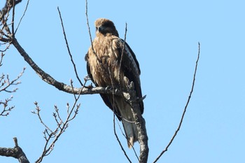 Black Kite Akashi Park Sun, 3/3/2024