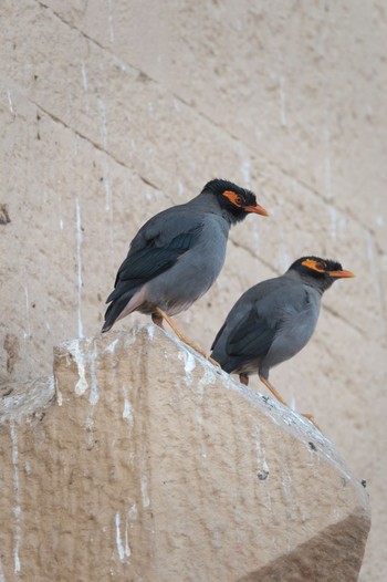 Common Myna Varanasi Fri, 3/22/2024