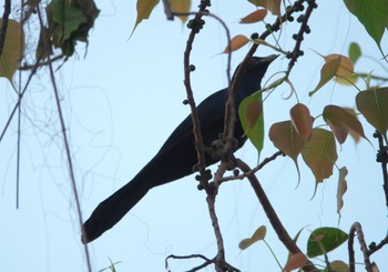 Asian Koel Varanasi Fri, 3/22/2024