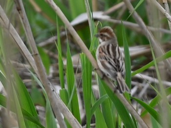 Common Reed Bunting 江津湖 Mon, 4/8/2024