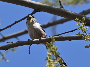 Long-tailed Tit 江津湖 Mon, 4/8/2024