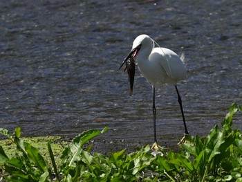 Little Egret 江津湖 Mon, 4/8/2024